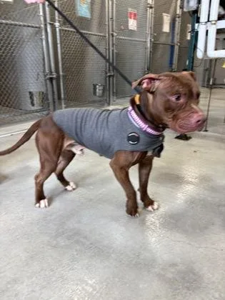 An adult large-sized male Pit Bull Terrier dog named King for adoption in Hamilton, NJ