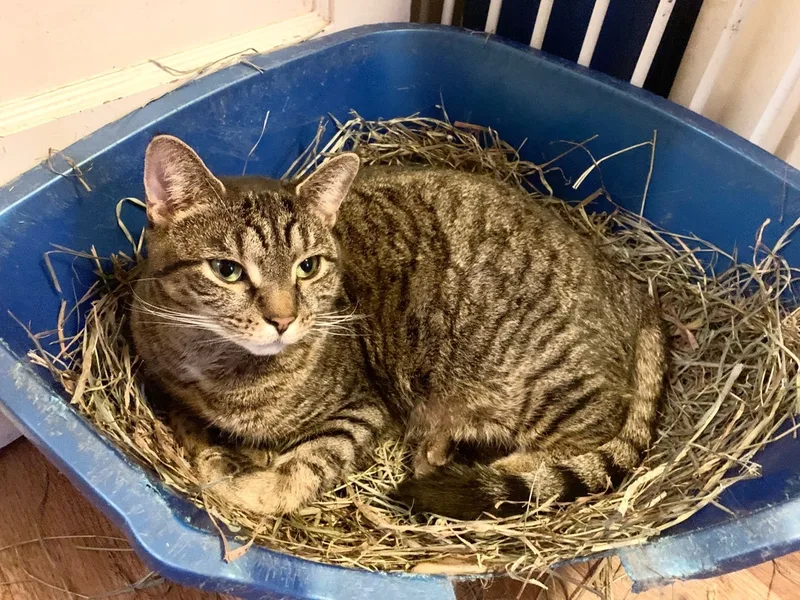 An adult medium-sized female Tabby (Brown / Chocolate) American Shorthair cat named Anika for adoption in Salisbury Mills, NY