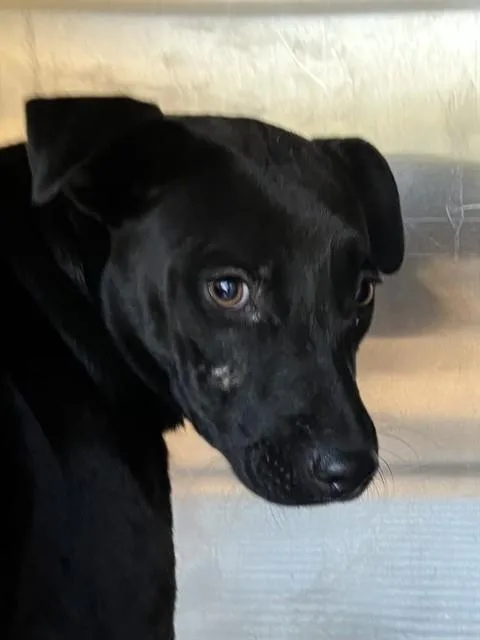 A young medium-sized female Mixed Breed dog named Bell for adoption in Dallas, TX