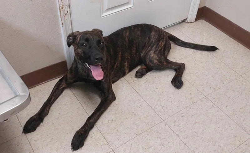 A young medium-sized female Catahoula Leopard Dog dog named Tina for adoption in Mocksville, NC
