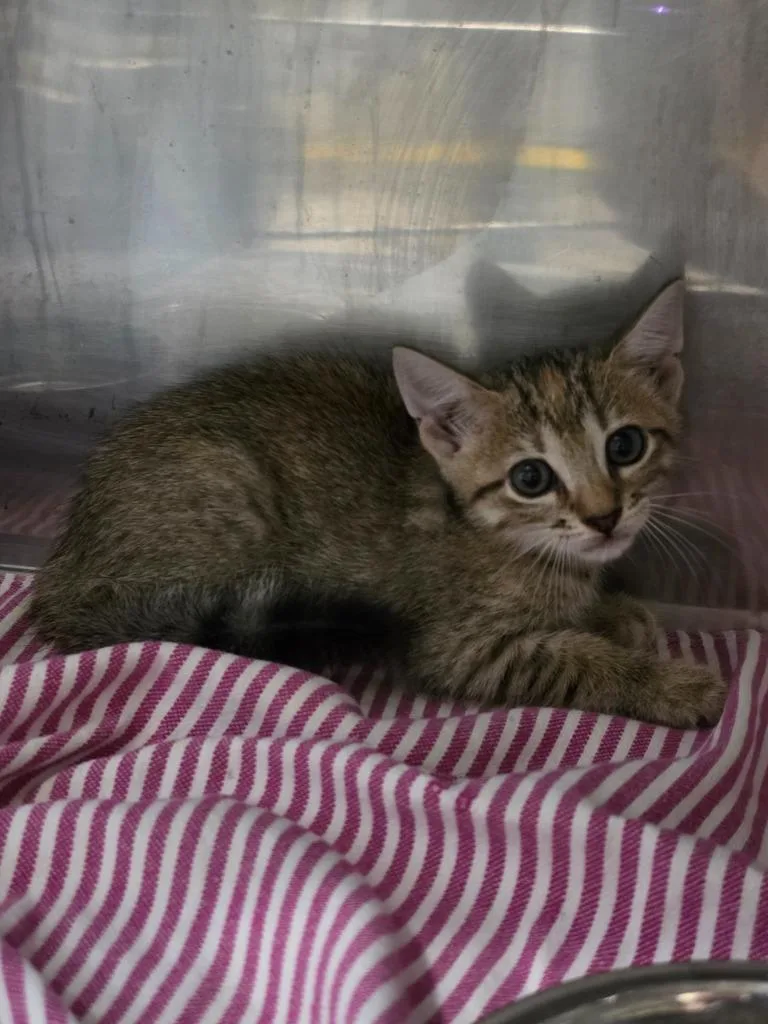 A baby medium-sized female Domestic Short Hair cat named Wren for adoption in Rockport, TX
