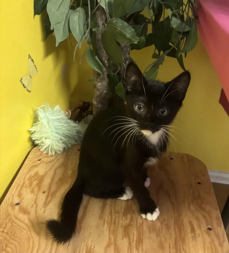 A young small-sized male Black & White / Tuxedo Domestic Short Hair cat named Garbo for adoption in Whittier, CA