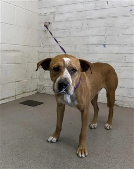 A young medium-sized male Pit Bull Terrier dog named Nacho for adoption in San Bernardino, CA