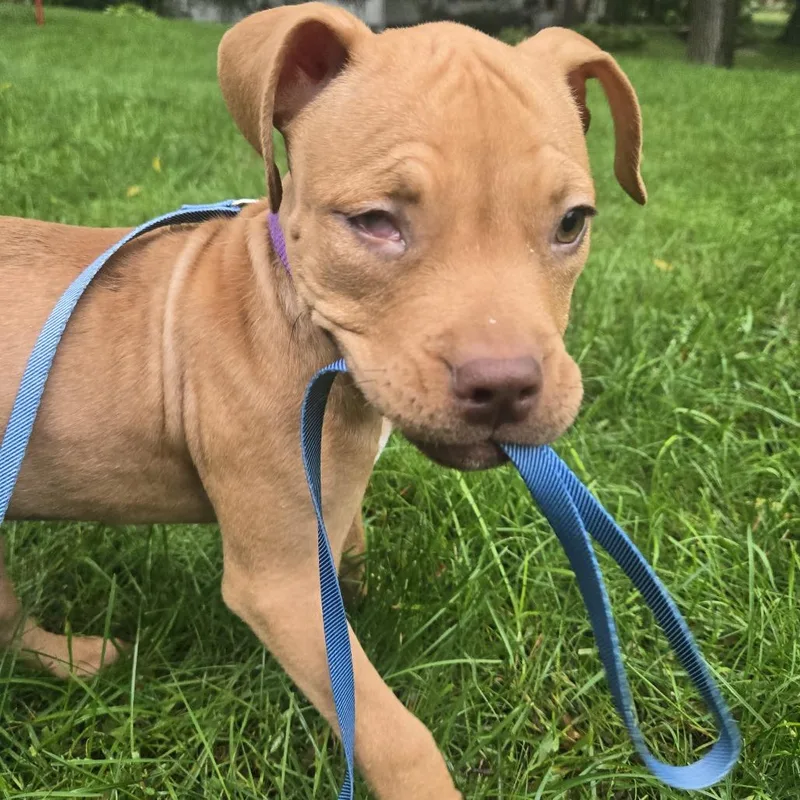 A baby medium-sized female Red / Chestnut / Orange Pit Bull Terrier dog named Ellie D for adoption in Minnetonka, MN