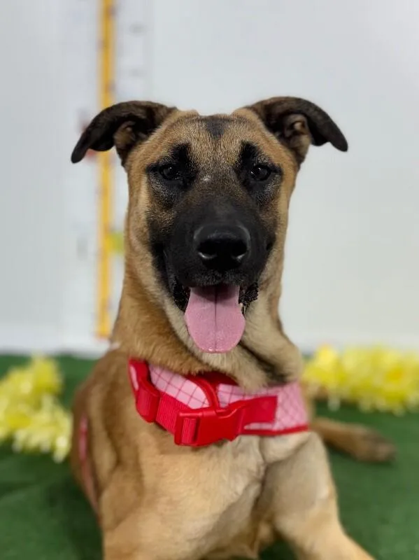 A young medium-sized female Brown / Chocolate Belgian Shepherd / Malinois dog named Sky for adoption in Carlsbad, CA