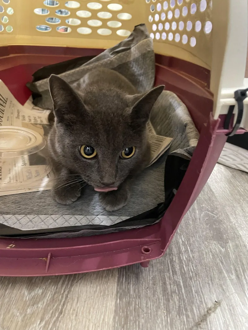 A young medium-sized female Gray / Blue / Silver Domestic Short Hair cat named Amore Mia for adoption in Trenton, NJ