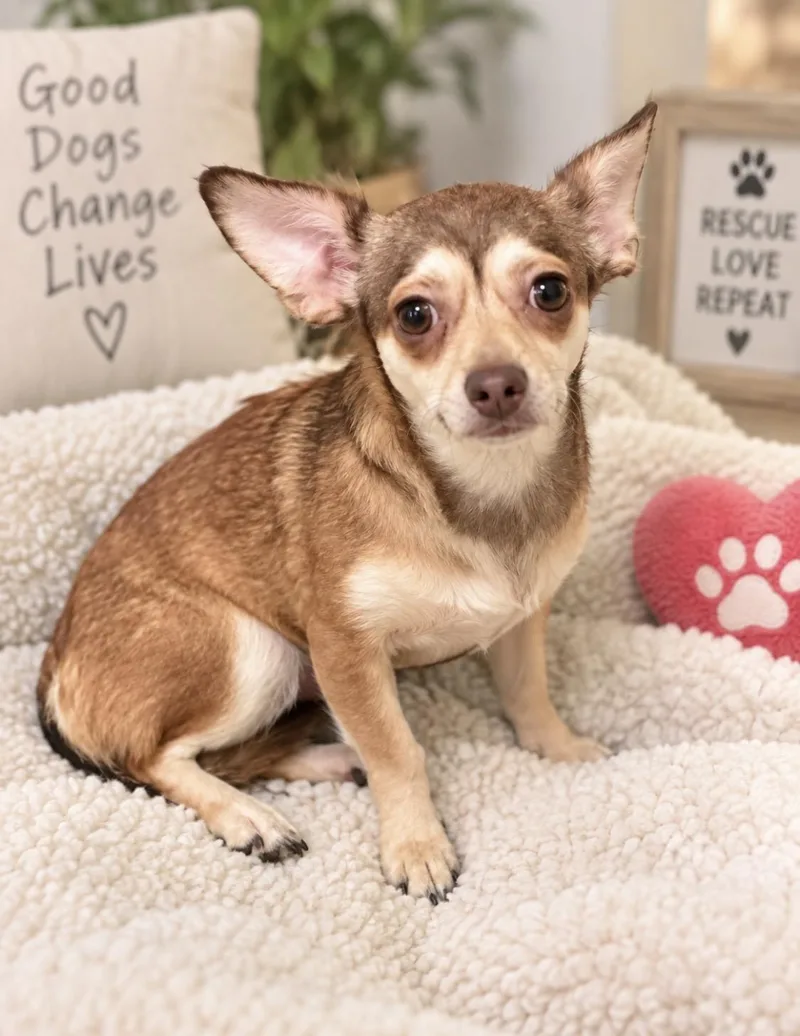 A young small-sized female Chiweenie dog named Sweet Maple docile for adoption in Houston, TX