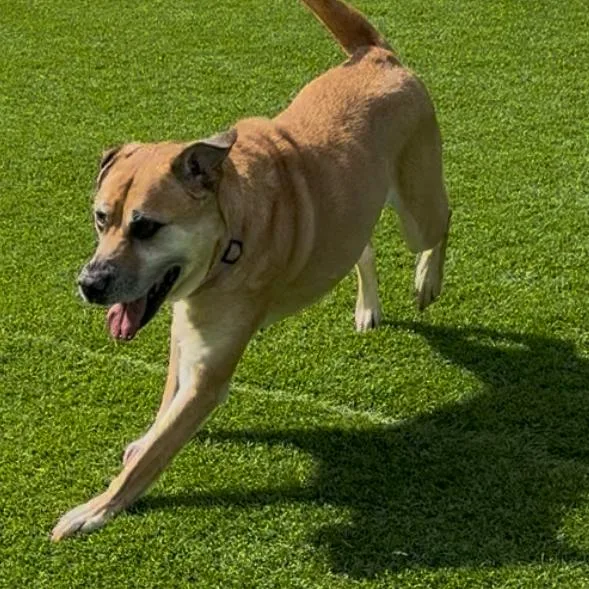 Bree