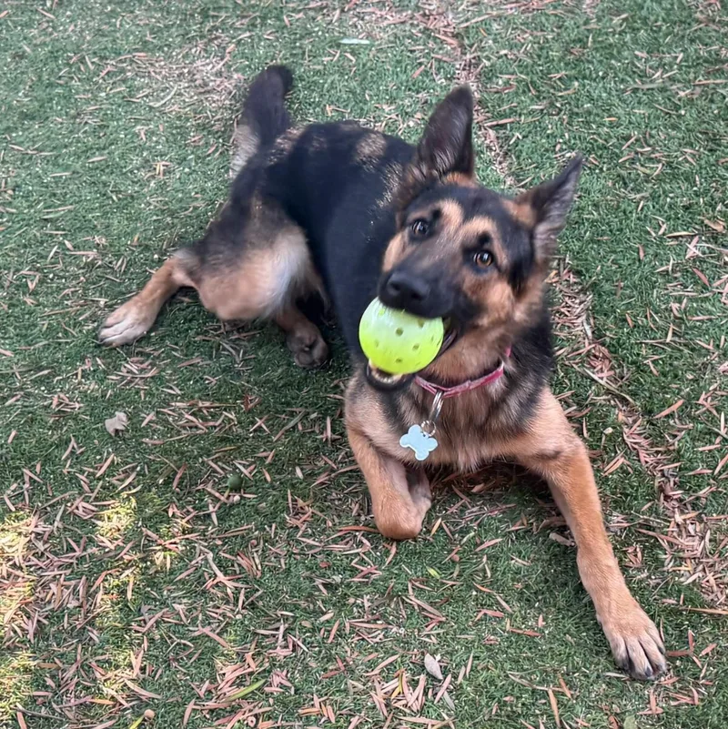 A young medium-sized female Tricolor (Brown, Black, & White) German Shepherd Dog dog named Charlotte for adoption in Santa Monica, CA