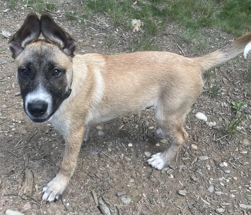 A young medium-sized male German Shepherd Dog dog named Remy for adoption in Duxbury, MA