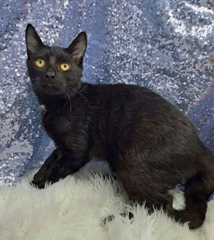 A young medium-sized male Black Domestic Short Hair cat named Mongoose for adoption in Clarkesville, GA