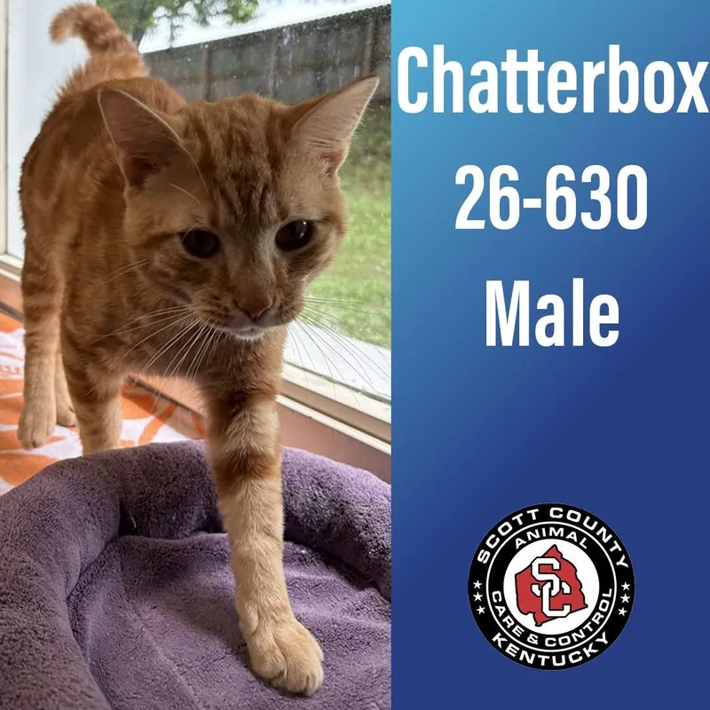 An adult small-sized male Orange / Red Domestic Short Hair cat named Chatterbox for adoption in Georgetown, KY