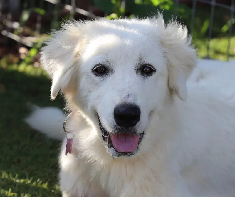 A young large-sized female Great Pyrenees dog named Pancake for adoption in Southlake, TX