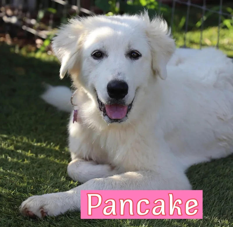 Pancake thumbnail 4