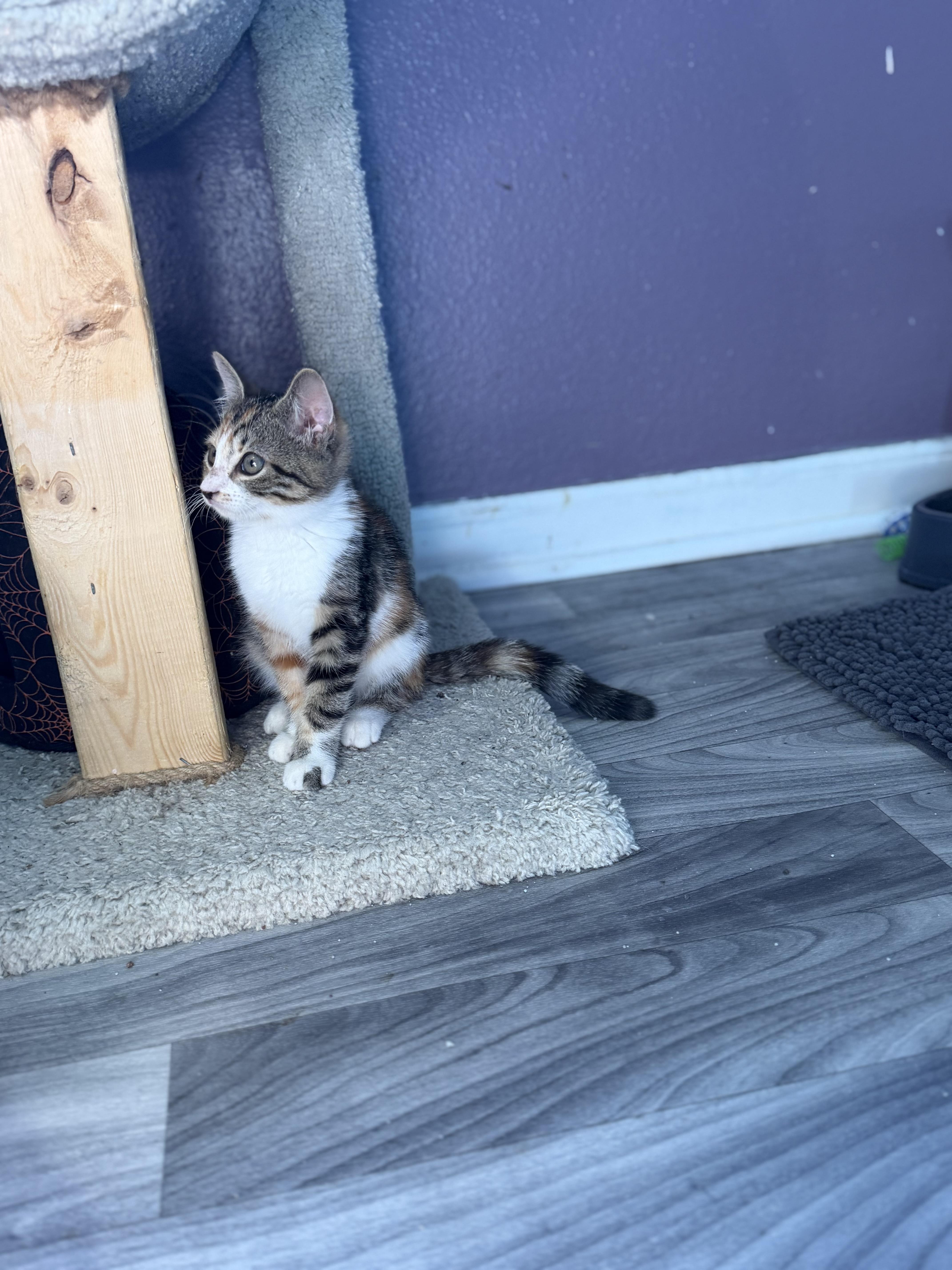 A baby medium-sized female Domestic Short Hair cat named Genevieve for adoption in Metairie, LA