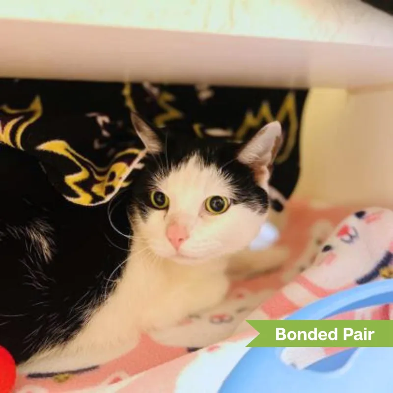 A senior large-sized male Domestic Short Hair cat named Panda for adoption in Reisterstown, MD