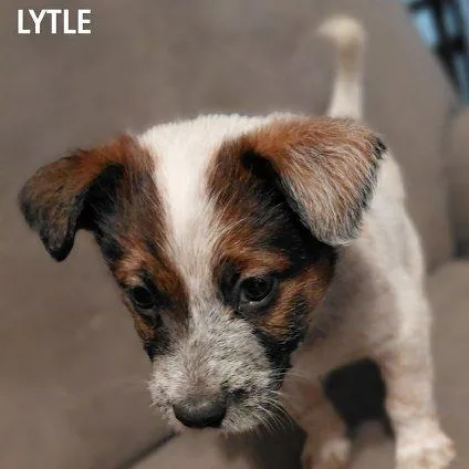 Lytle Pf thumbnail 2