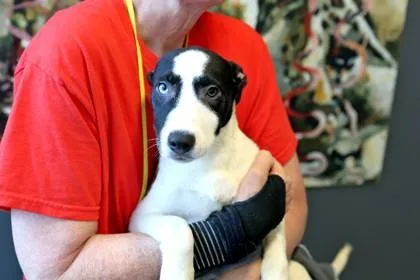 A baby medium-sized male Mixed Breed dog named La Fitness for adoption in West Chester, PA