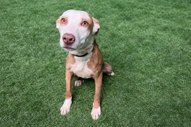 A young small-sized male Pit Bull Terrier dog named Ronnie for adoption in Lancaster, CA