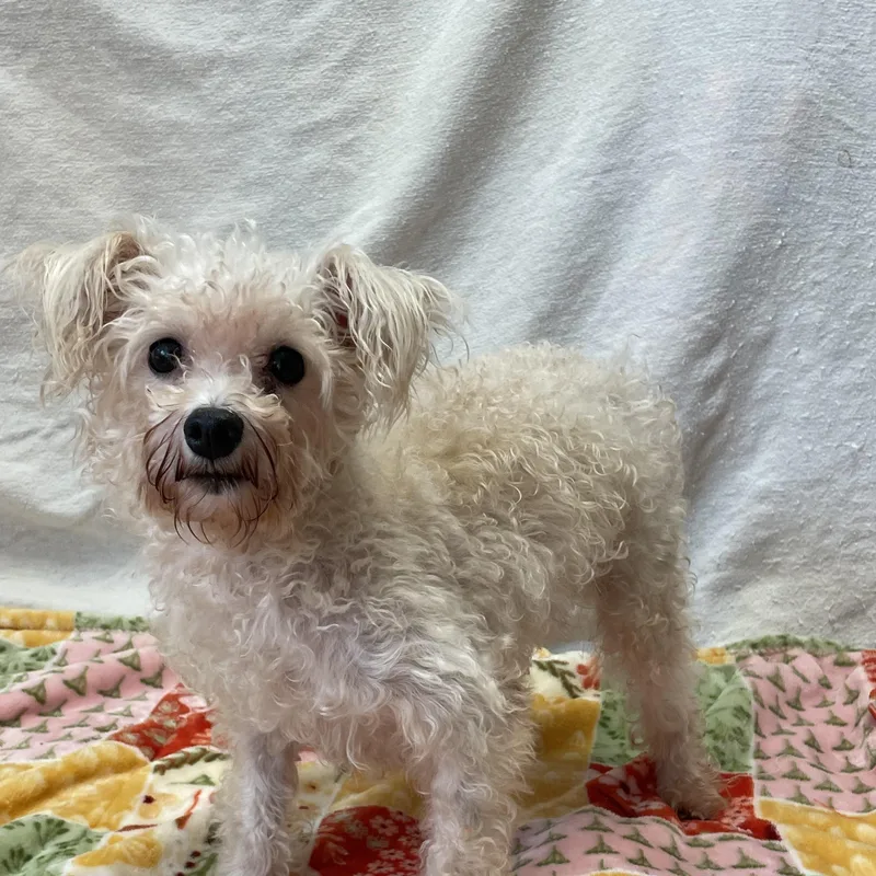 An adult small-sized female Poodle (Toy) dog named Nono for adoption in Lacon, IL