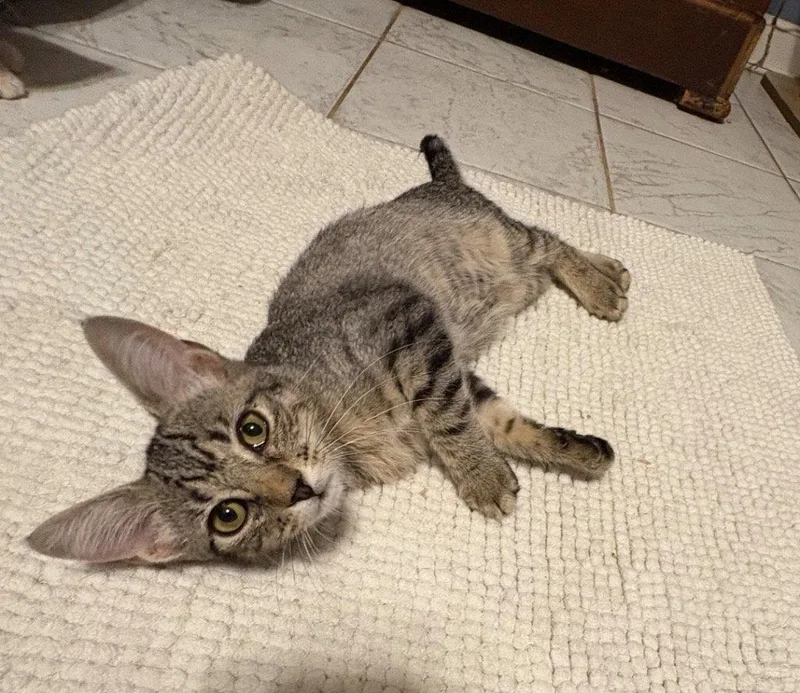A young medium-sized female Tabby cat named Bebe for adoption in Garner, NC