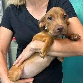 A baby medium-sized female Mixed Breed dog named Everly for adoption in Cumberland, RI