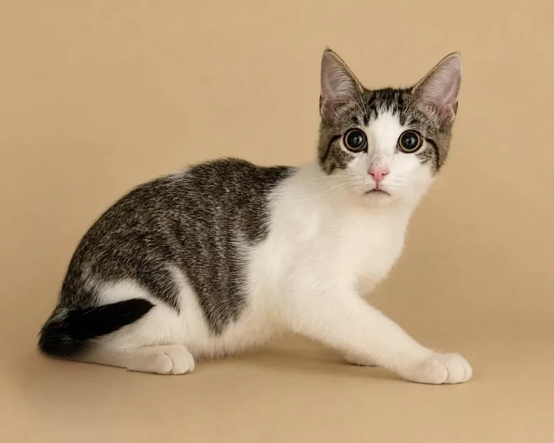 A baby small-sized male Domestic Short Hair cat named Nate for adoption in Columbia, TN