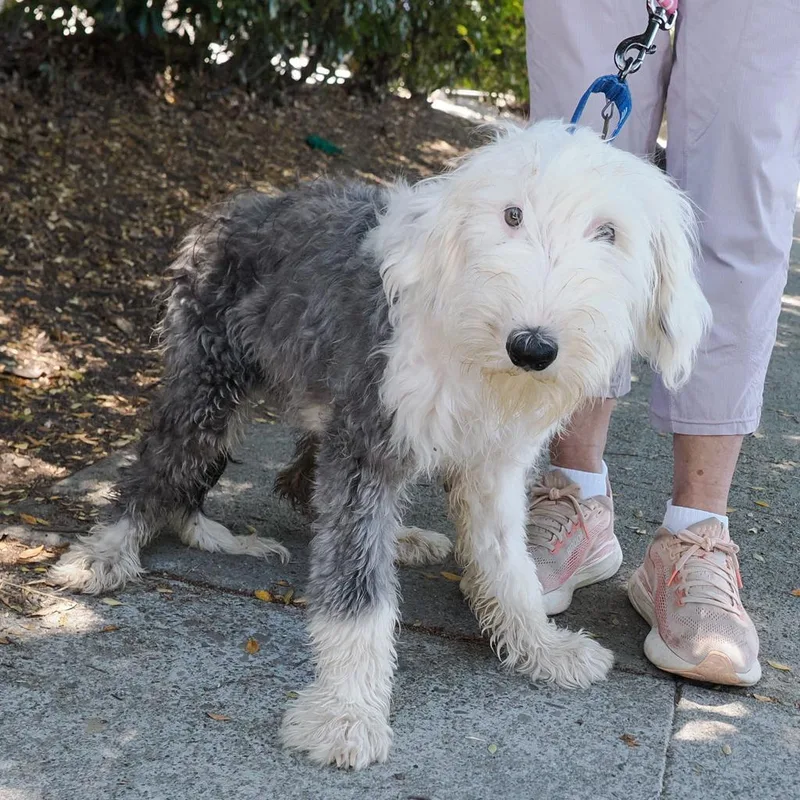 A young medium-sized female White / Cream Bearded Collie dog named Bubbles for adoption in Point Richmond, CA