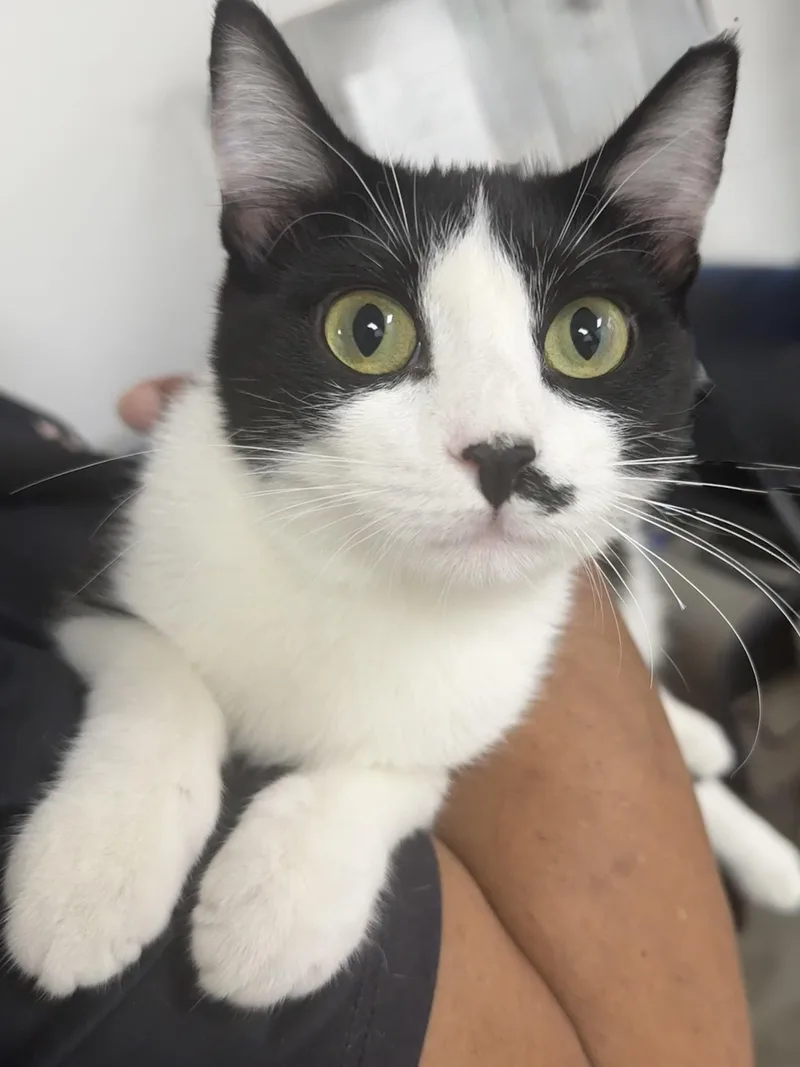 A baby small-sized female Domestic Short Hair cat named Reagan for adoption in Houston, TX