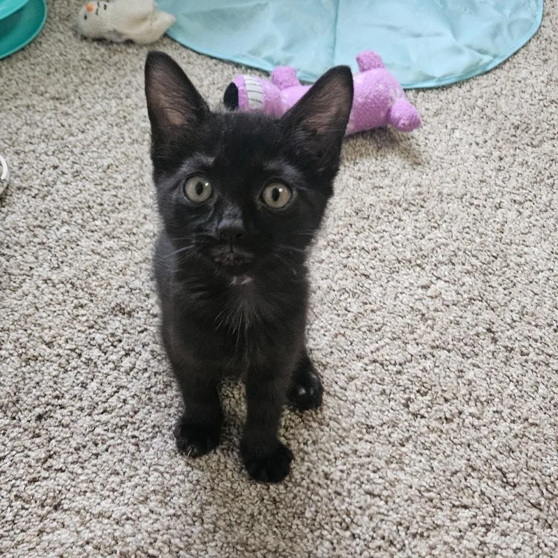 A baby medium-sized male Domestic Short Hair cat named Patrick for adoption in Hamilton, NJ