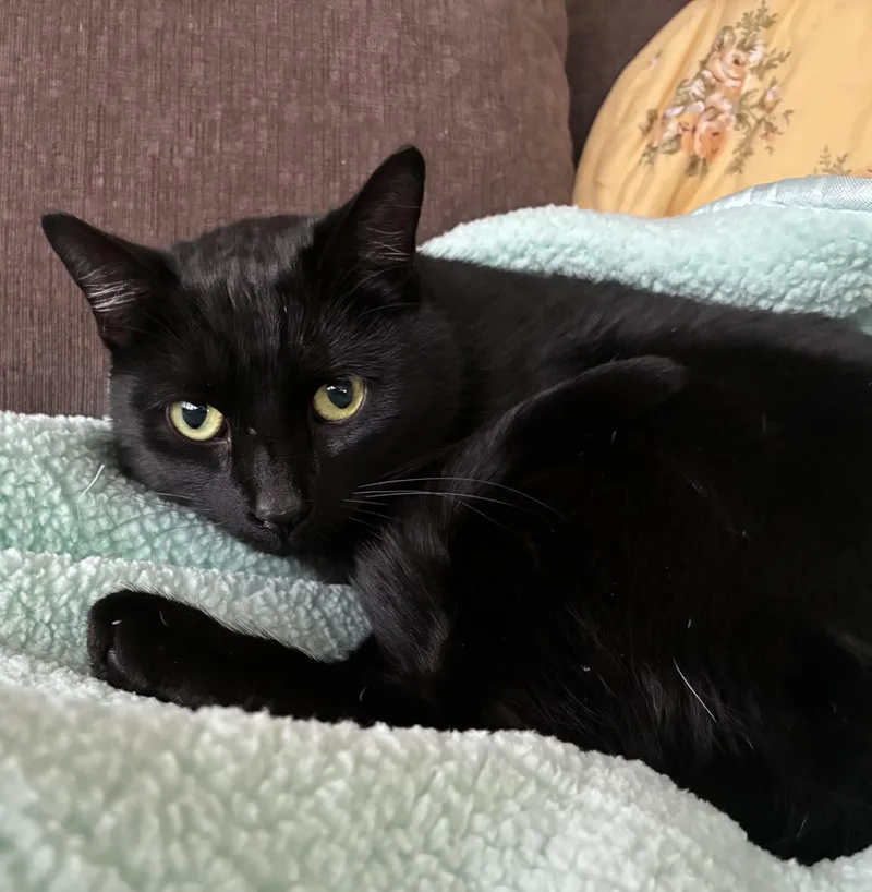 An adult medium-sized male Black & White / Tuxedo Tuxedo cat named Trammell for adoption in Upper Sandusky, OH