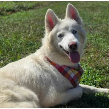 An adult medium-sized female White / Cream Samoyed dog named Sasha for adoption in Tacoma, WA