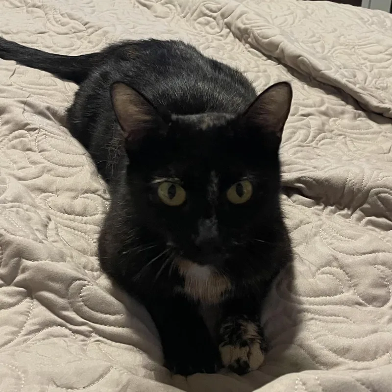 Queen Zena
