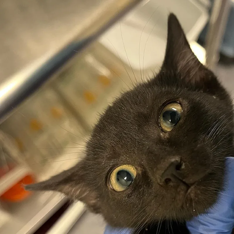 A baby small-sized male Black Domestic Short Hair cat named Beach Ball for adoption in Charlottesville, VA