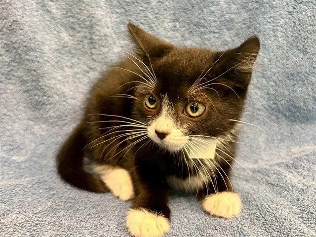 A baby small-sized female Domestic Short Hair cat named Trendy for adoption in Tavares, FL