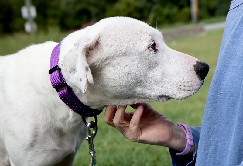 A young medium-sized female Australian Cattle Dog / Blue Heeler dog named Lena for adoption in Kansas City, KS
