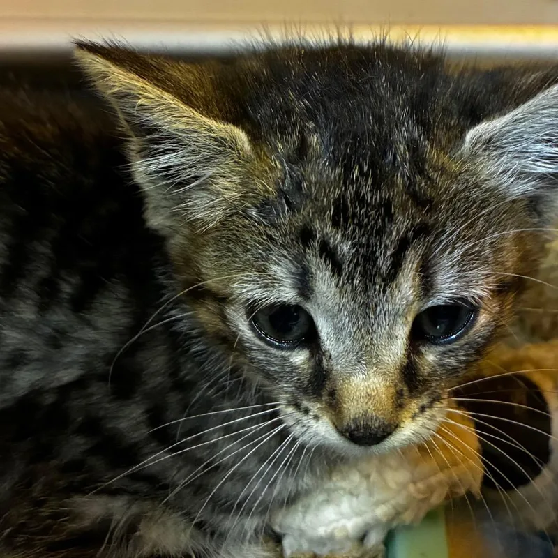A baby small-sized female Gray / Blue / Silver Domestic Short Hair cat named Squeak for adoption in Columbus, NC
