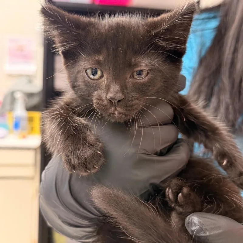 A baby small-sized male Black Domestic Short Hair cat named Johnny for adoption in Evansville, IN
