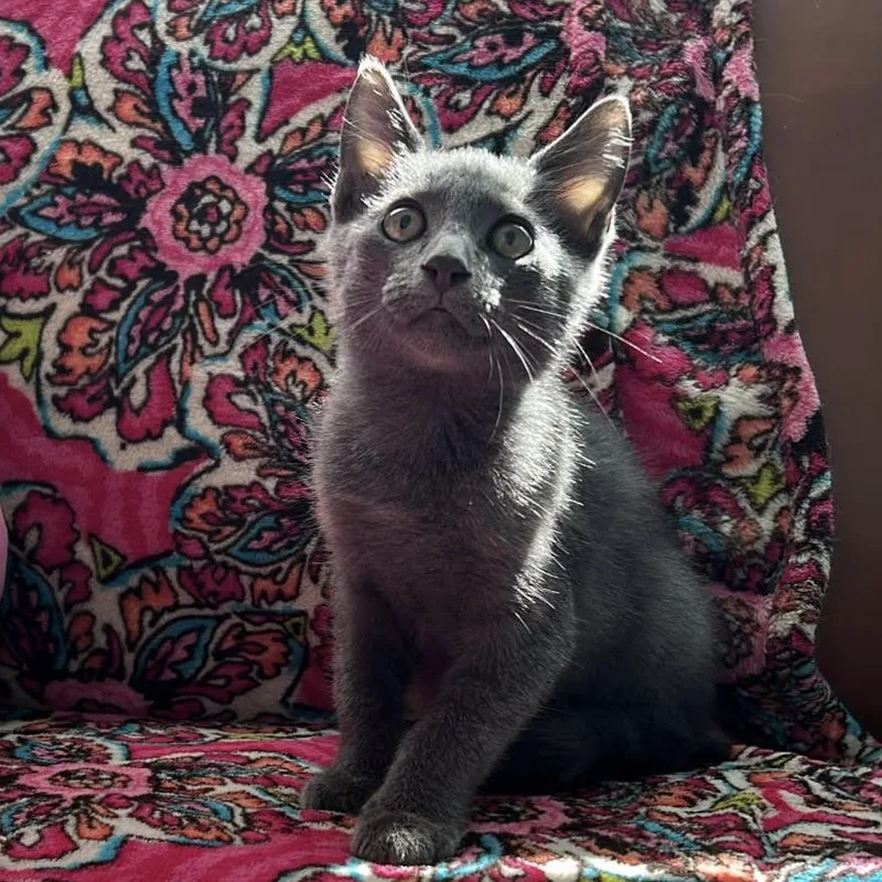 A baby small-sized male Gray & White Russian Blue cat named Sterling & Stetson for adoption in Liverpool, TX