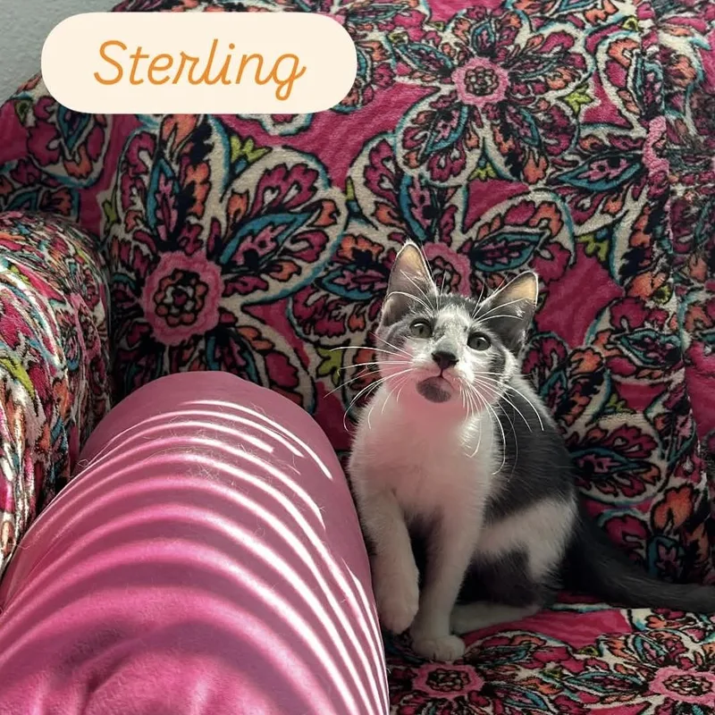 Sterling & Stetson thumbnail 6
