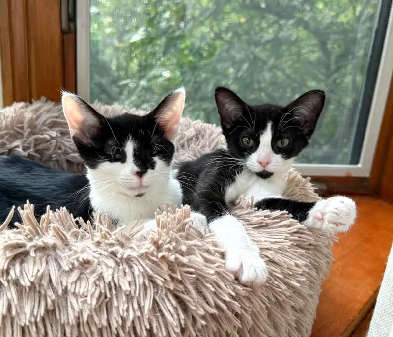 A baby small-sized female Black & White / Tuxedo Domestic Short Hair cat named Pebbles & Bam Bam for adoption in Pittsburgh, PA