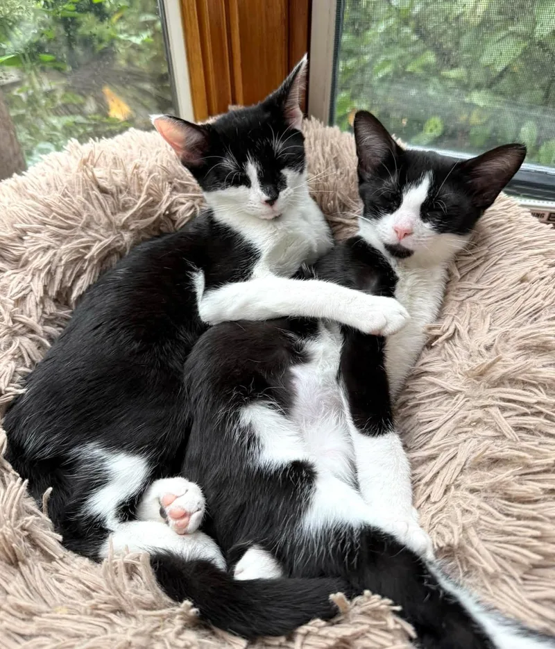 Pebbles & Bam Bam thumbnail 2