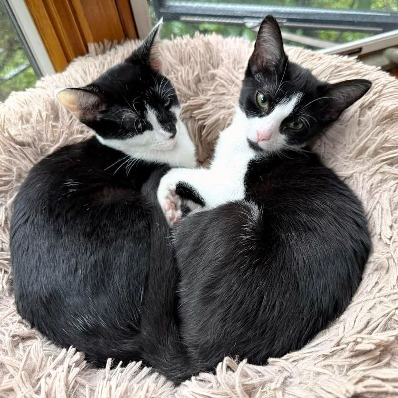 Pebbles & Bam Bam thumbnail 6
