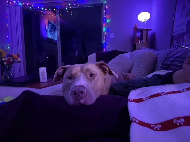 Milo