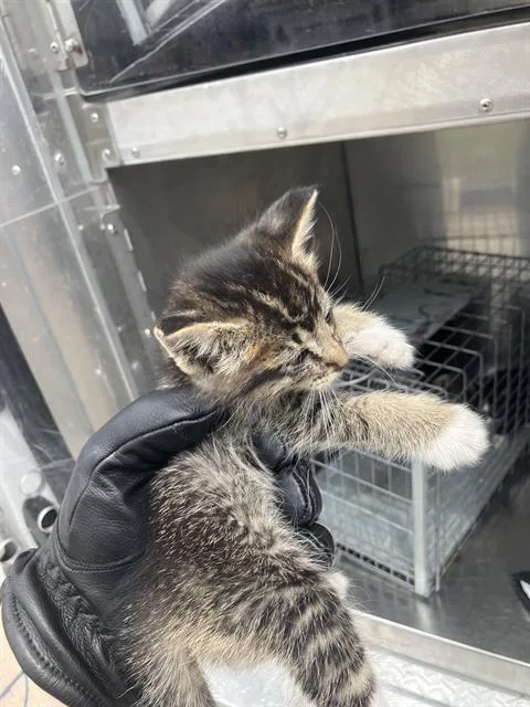 A baby medium-sized female Domestic Medium Hair cat named Pork Chop for adoption in Dallas, TX