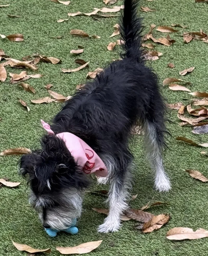 Courie Aka Courage thumbnail 3