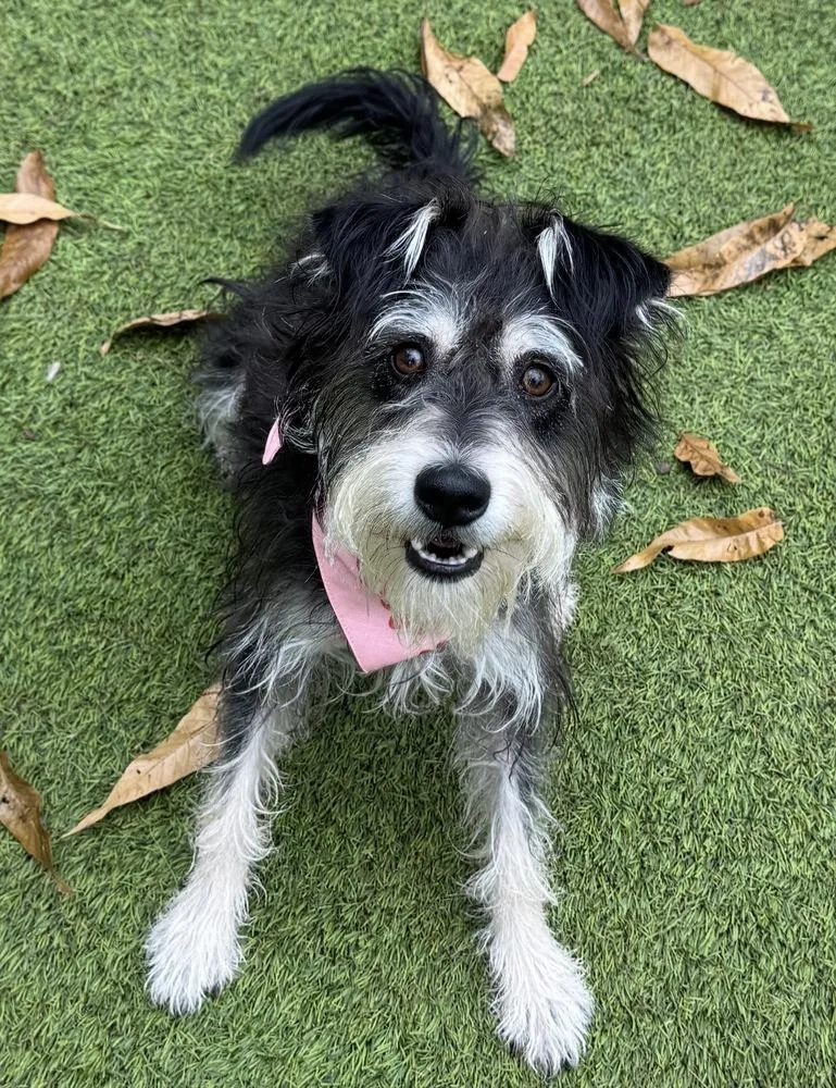 Courie Aka Courage thumbnail 4