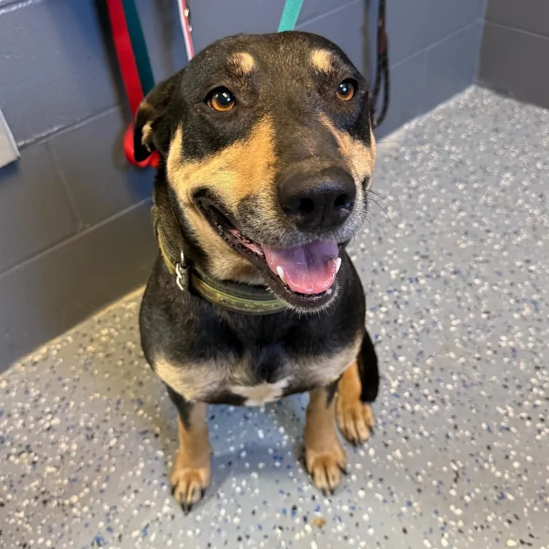 Tuscstray__ thumbnail 2