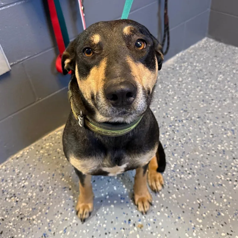 Tuscstray__ thumbnail 3