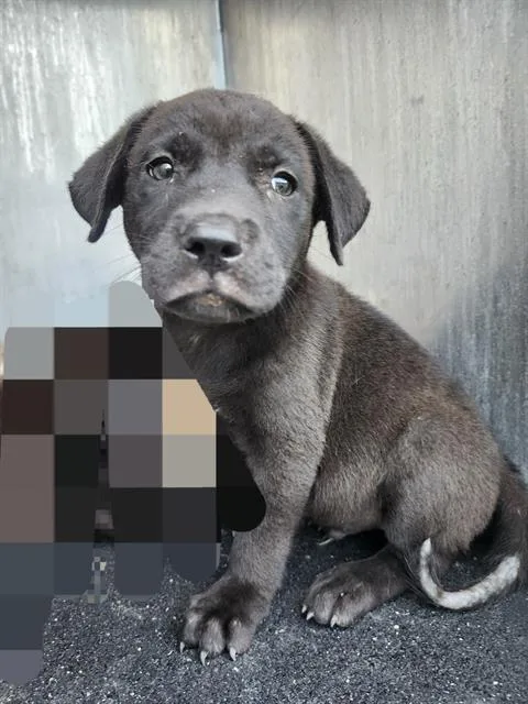 A baby small-sized male American Staffordshire Terrier dog named Neptune for adoption in San Antonio, TX